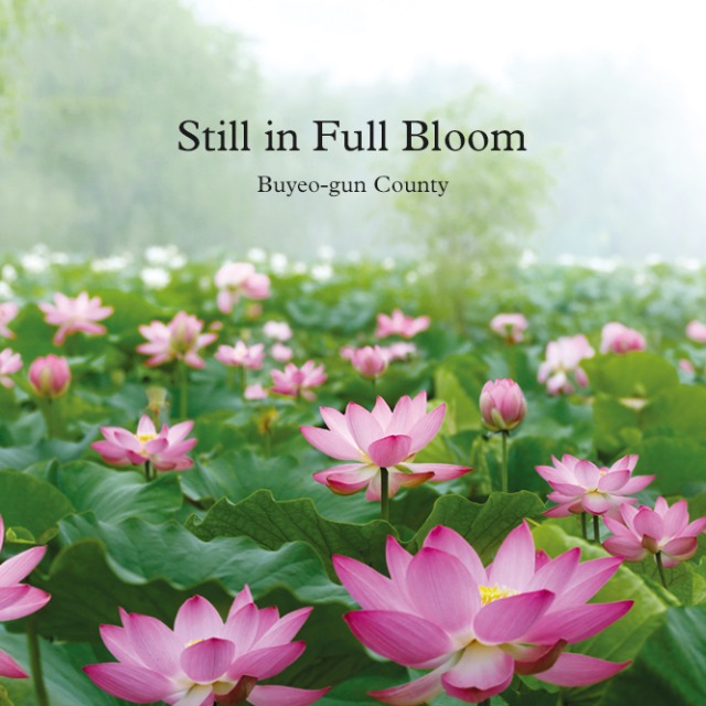 [Local Escape] Still in Full Bloom : Buyeo-gun County  main img