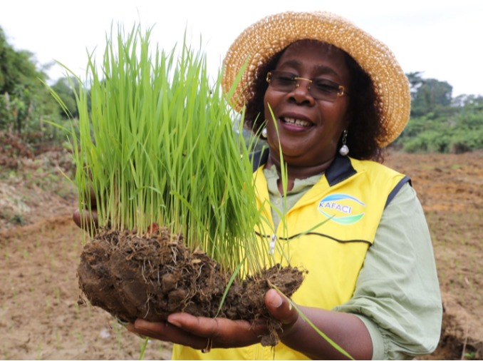 En Afrique, des variétés de riz développées par la Corée améliorent les rendements agricoles