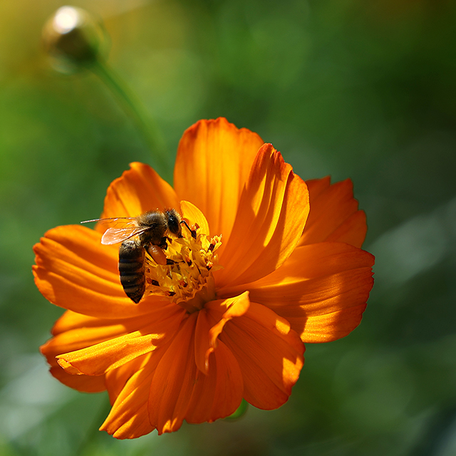 [Republic of Korea] The autumn of the Wild Flower Garden