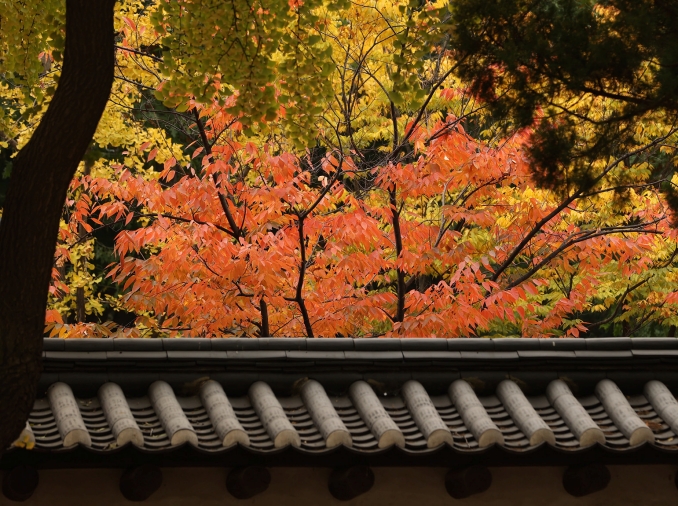 L'automne promet d'être riche en festivals et événements culturels à Séoul