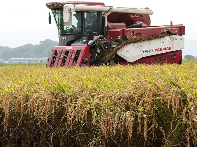Un programme d’IA pour prévoir la date optimale de récolte des semences de riz