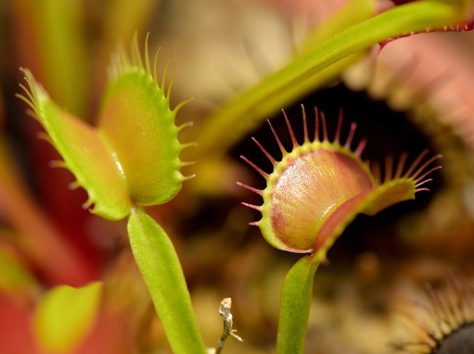 Une équipe coréenne développe un composant de robotique molle inspiré d'une plante carnivore